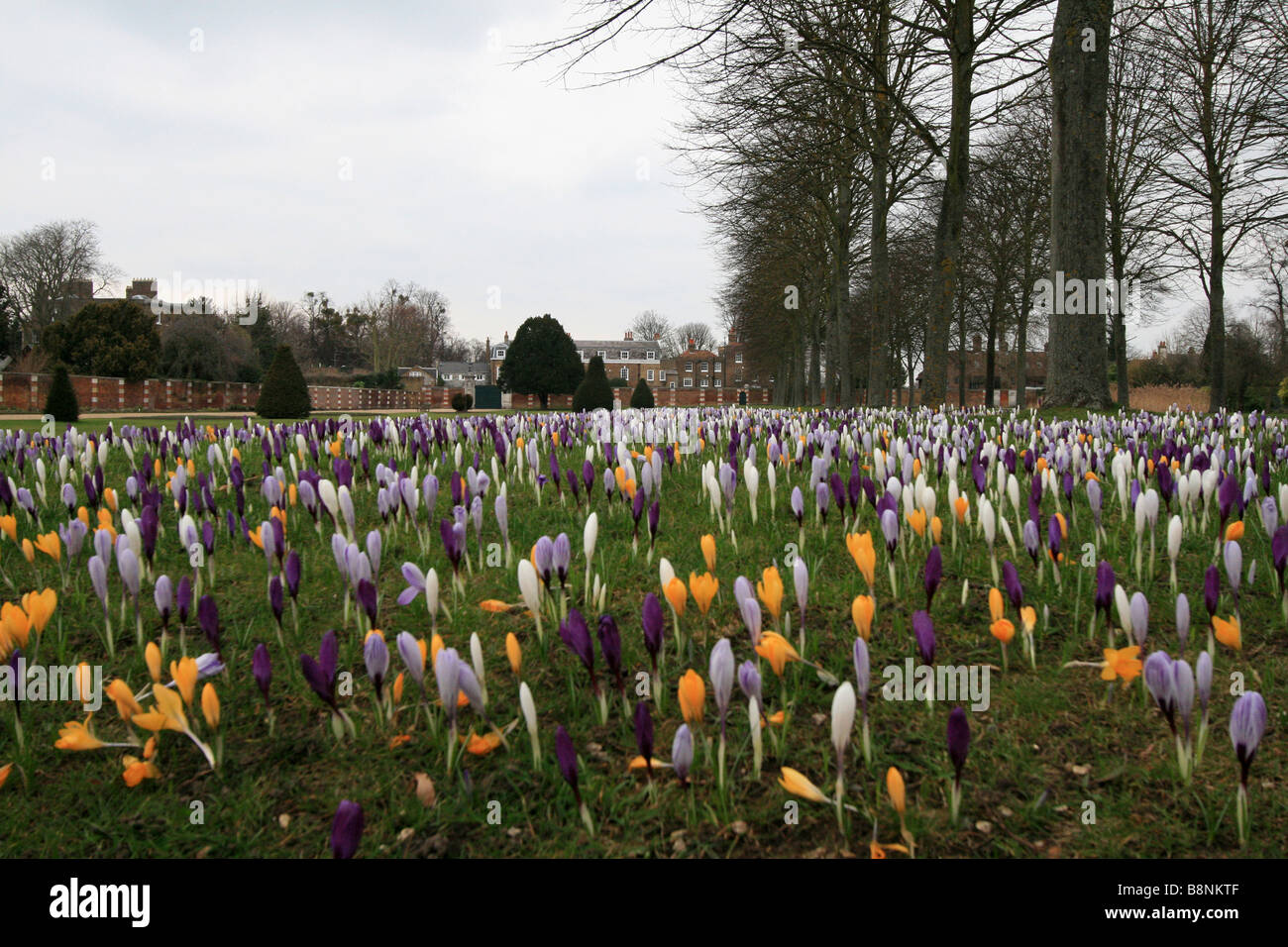 Fiore del croco Foto Stock