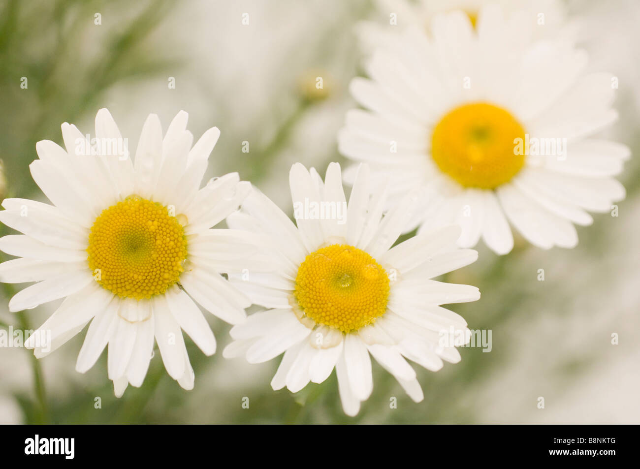 Modello di bianco Daisy Shasta fiori. Giardino estivo Foto Stock