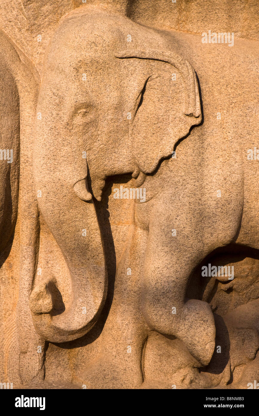 India Tamil Nadu Mamallapuram Arjunas penitenza rock indù carving testa di elefante dettaglio Foto Stock