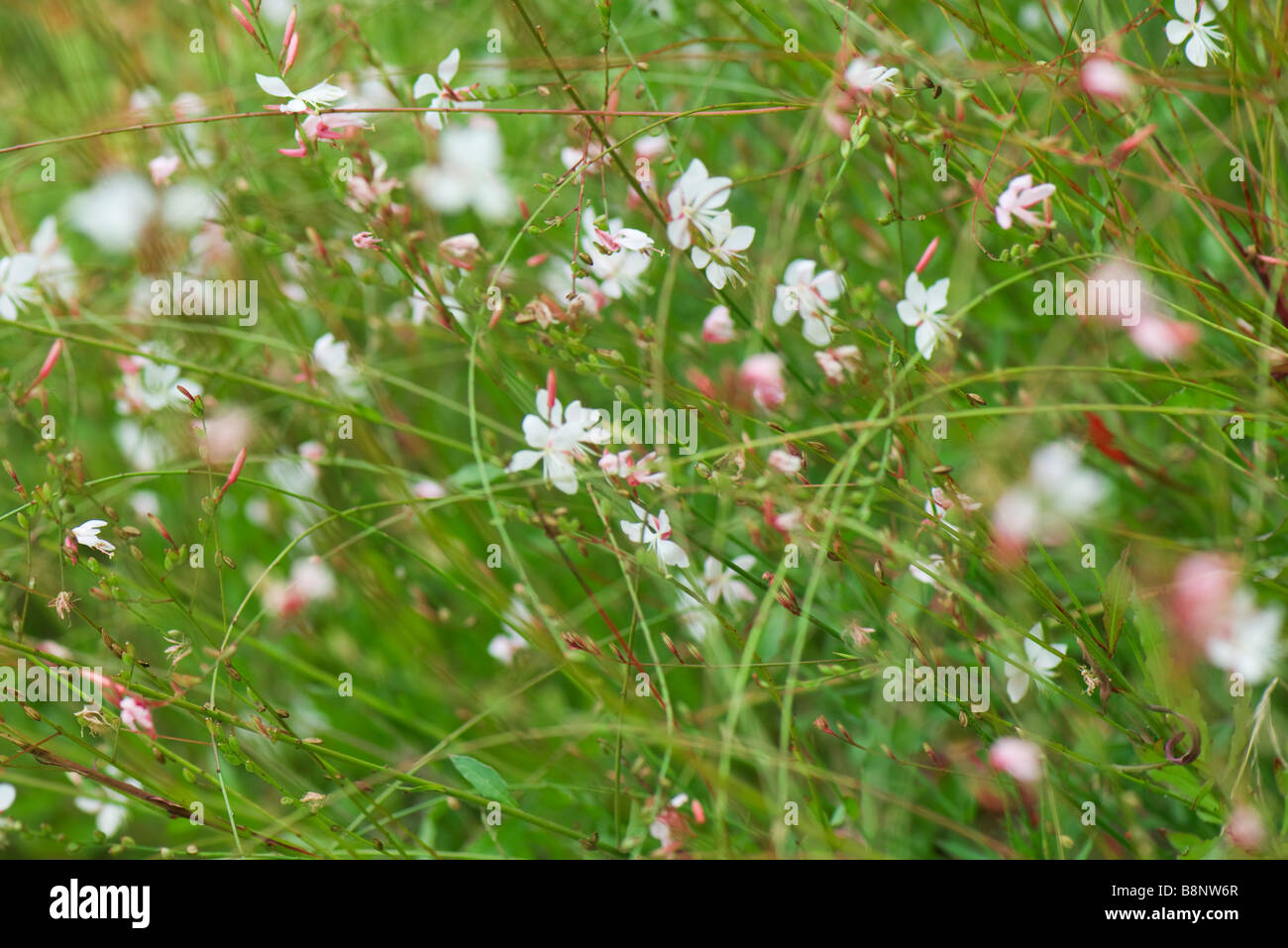 Whirling farfalle (Gaura lindheimeri) Foto Stock