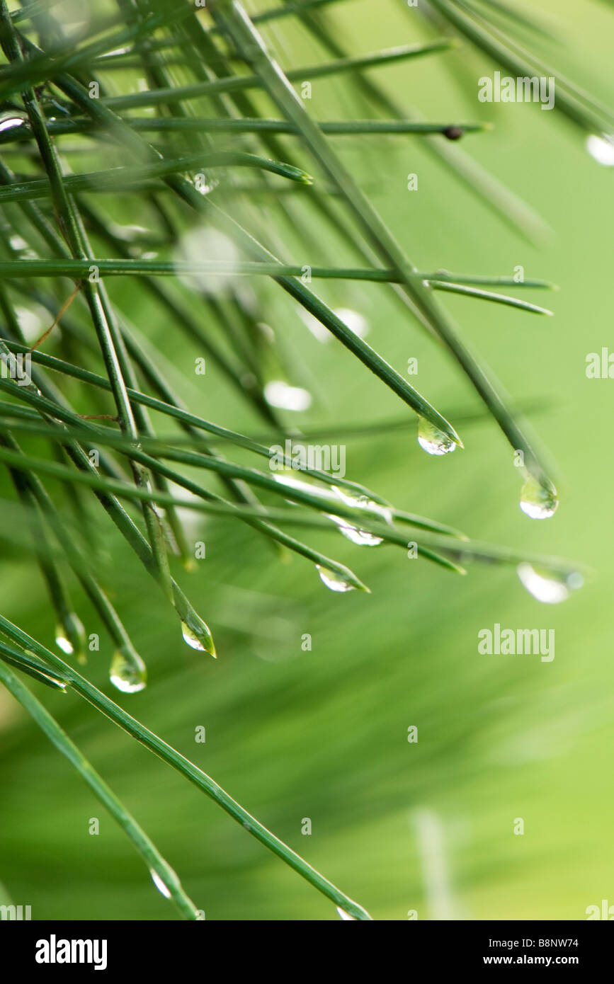 Gocce di rugiada su aghi di pino, close-up Foto Stock