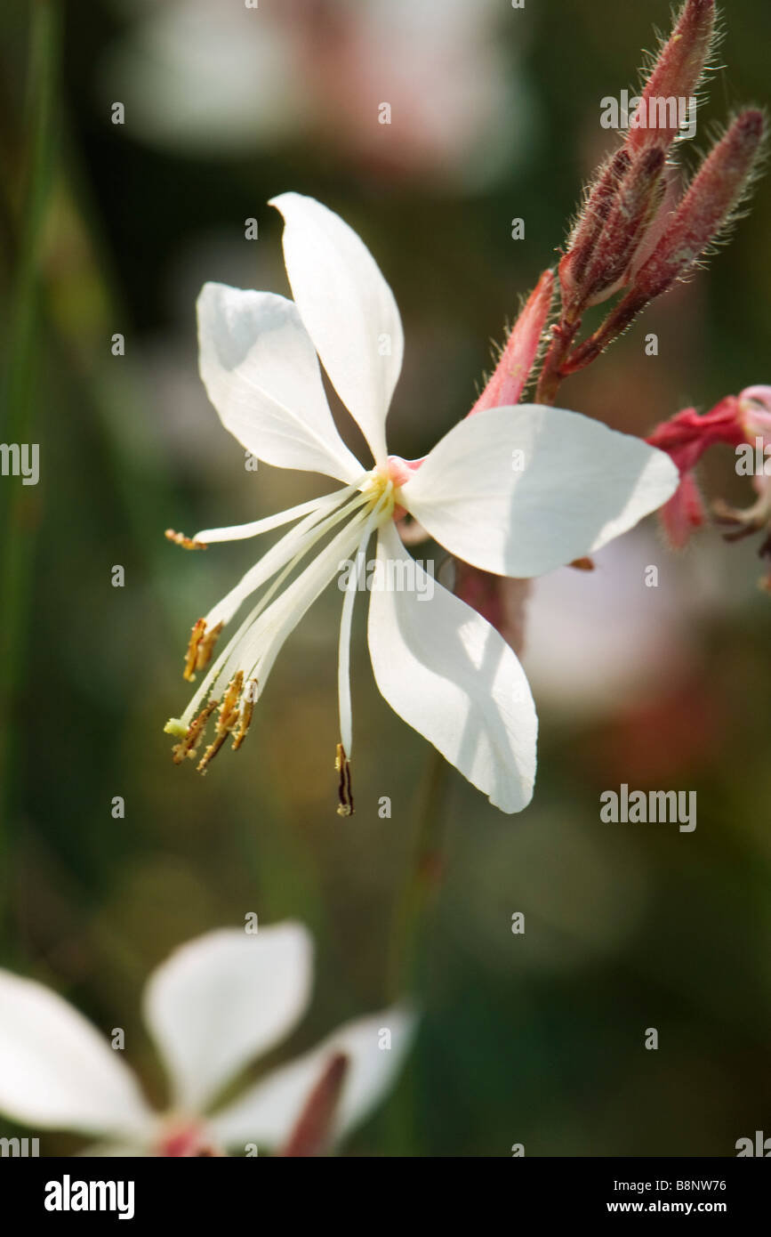 Whirling farfalle (Gaura lindheimeri) Foto Stock