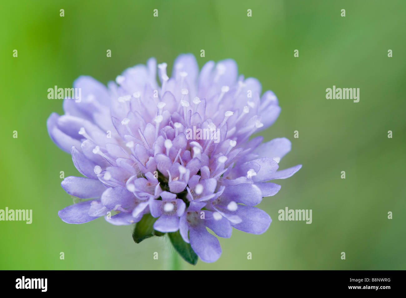 La Scabiosa fiore, close-up Foto Stock