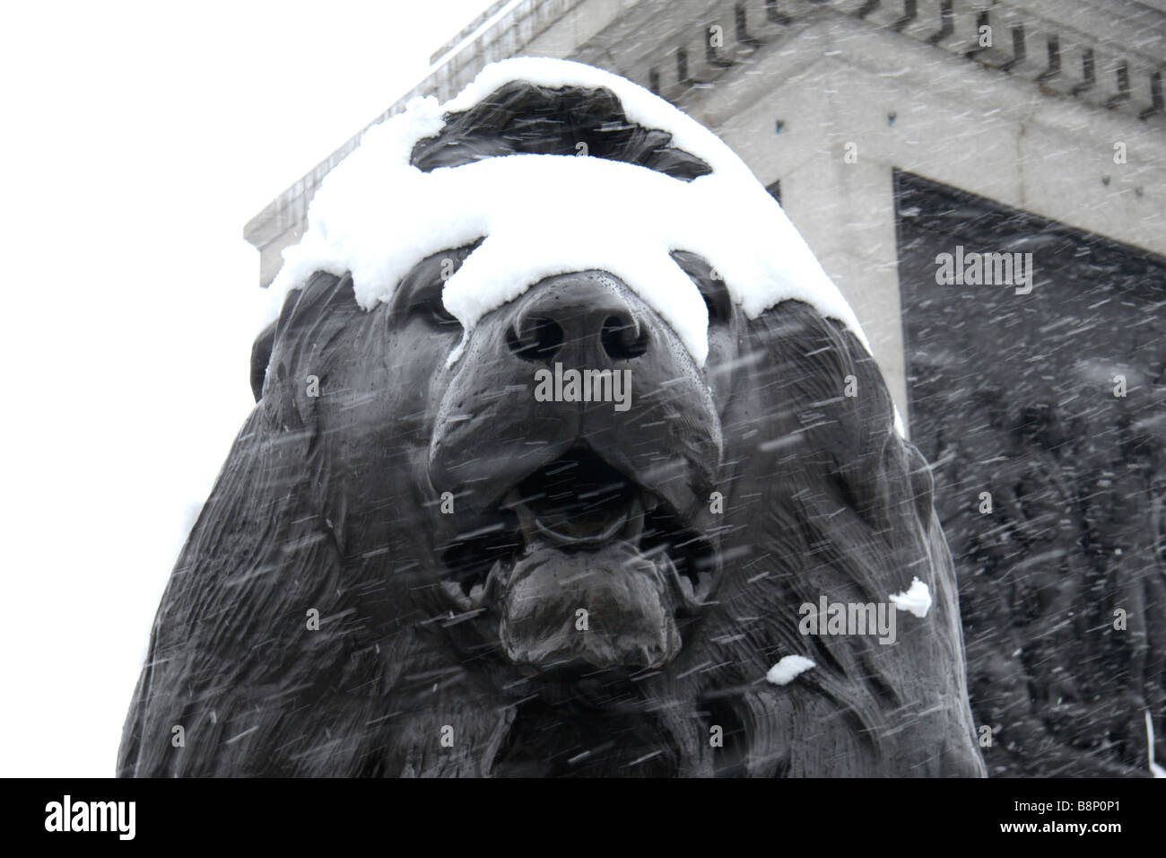 Un Lion coperto di neve a Londra in Trafalgar Square durante il pilotaggio tempesta di neve del 2 febbraio 2009. Foto Stock
