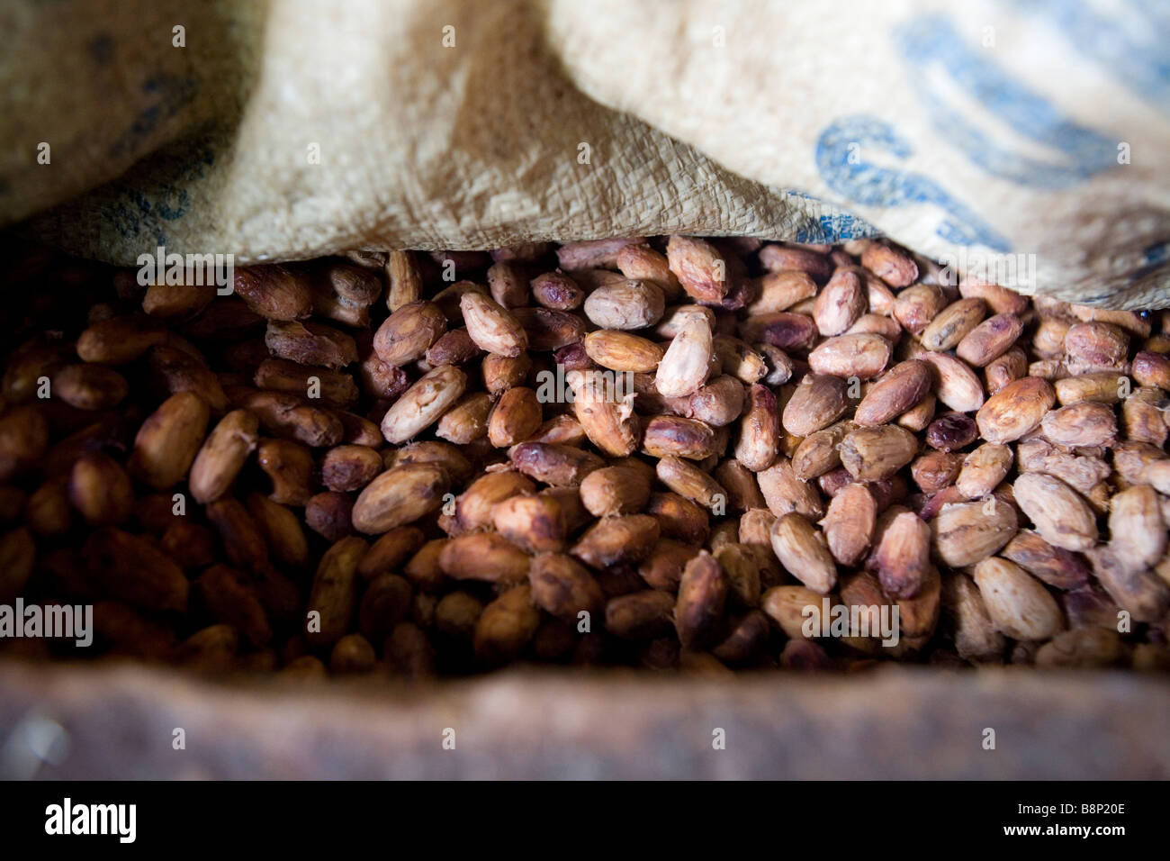 Le fave di cacao, in una trasformazione del cacao fabbrica, Repubblica Dominicana Foto Stock