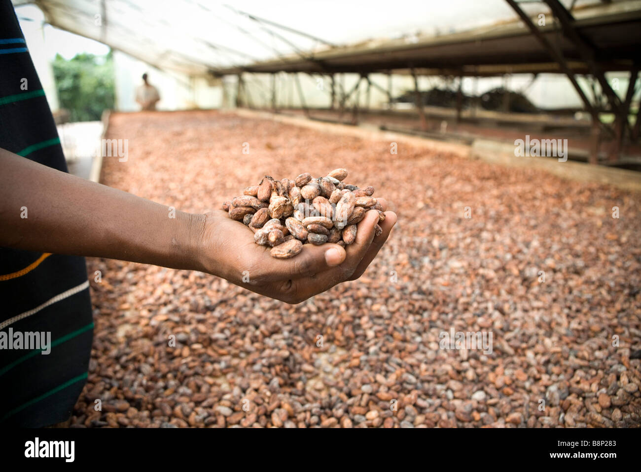 Le fave di cacao, in una trasformazione del cacao fabbrica, Repubblica Dominicana Foto Stock