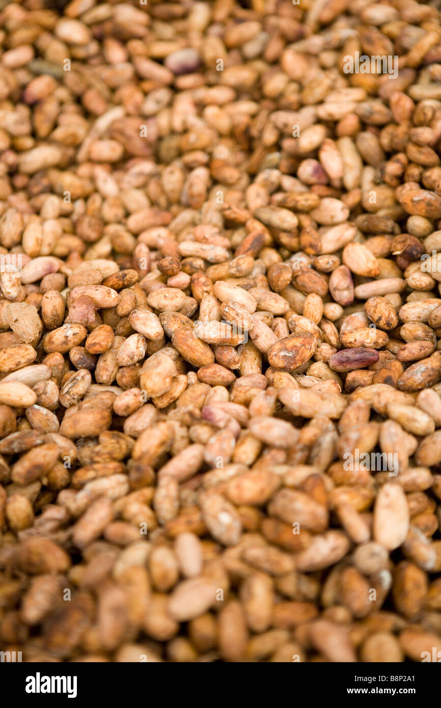Le fave di cacao, in una trasformazione del cacao fabbrica, Repubblica Dominicana Foto Stock