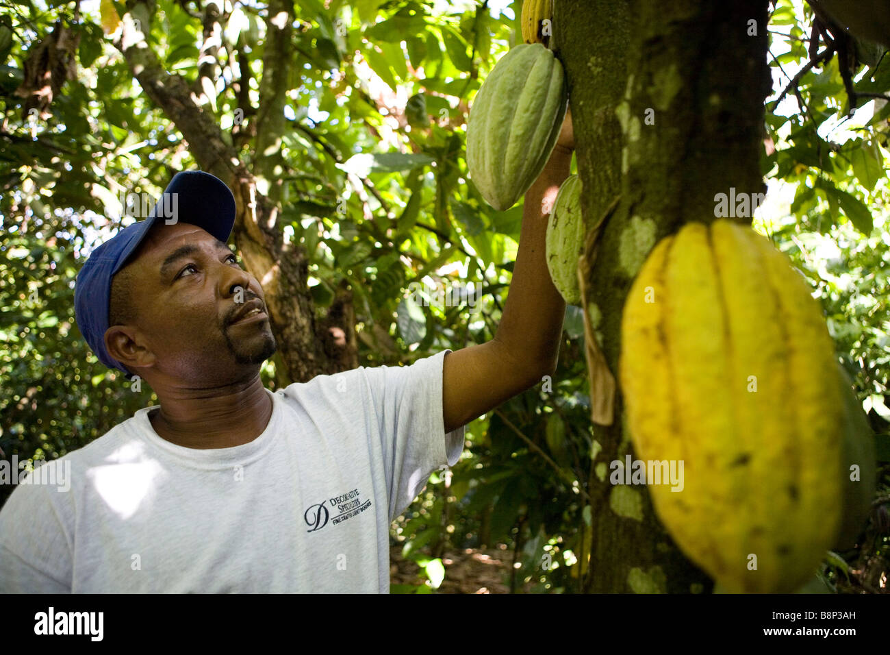 Allevamento di cacao, Repubblica Dominicana Foto Stock
