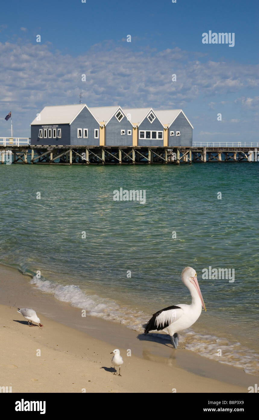 Busselton Jetty e Pelican su una spiaggia, Australia occidentale Foto Stock