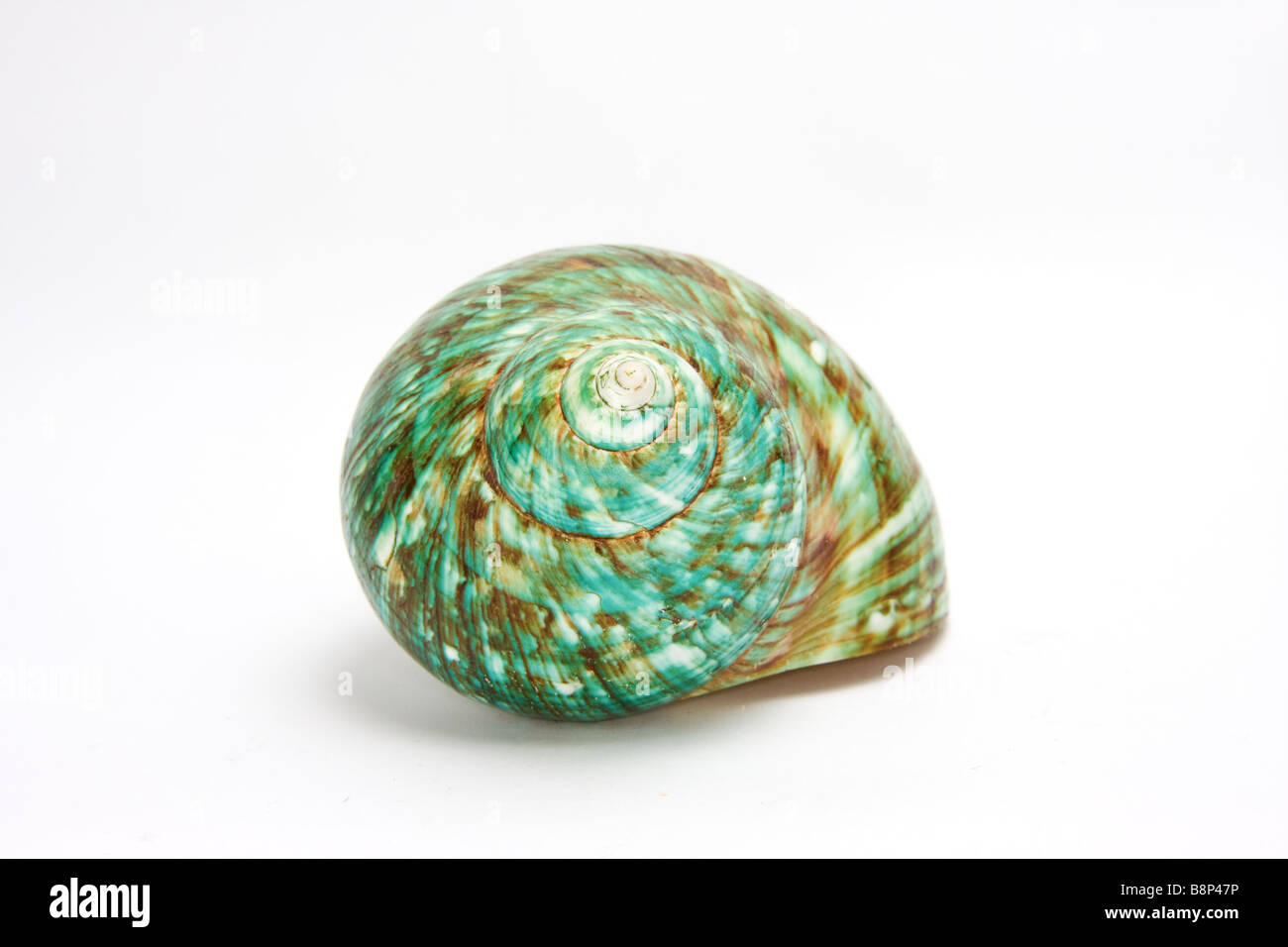 Verde smeraldo seashell - isolato su bianco Foto Stock