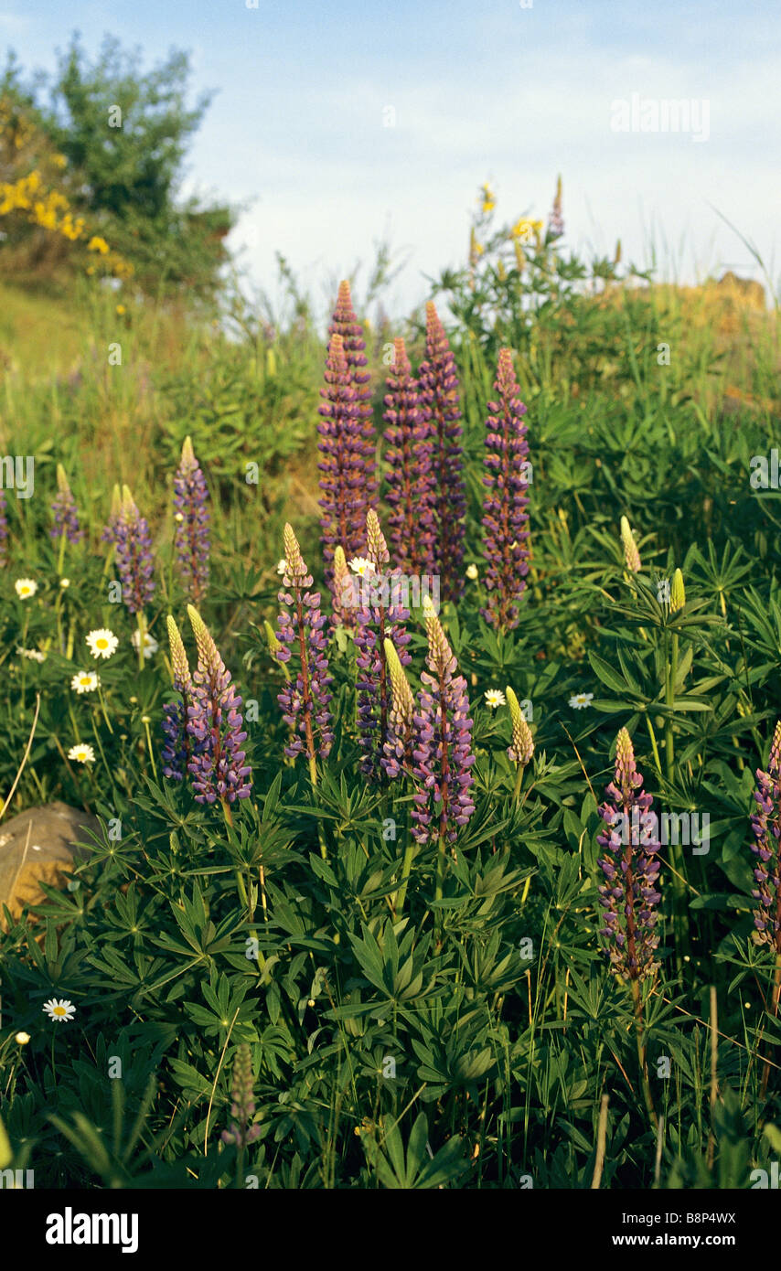 Grandi lasciava lupini - blossoms / Lupinus polyphyllus Foto Stock