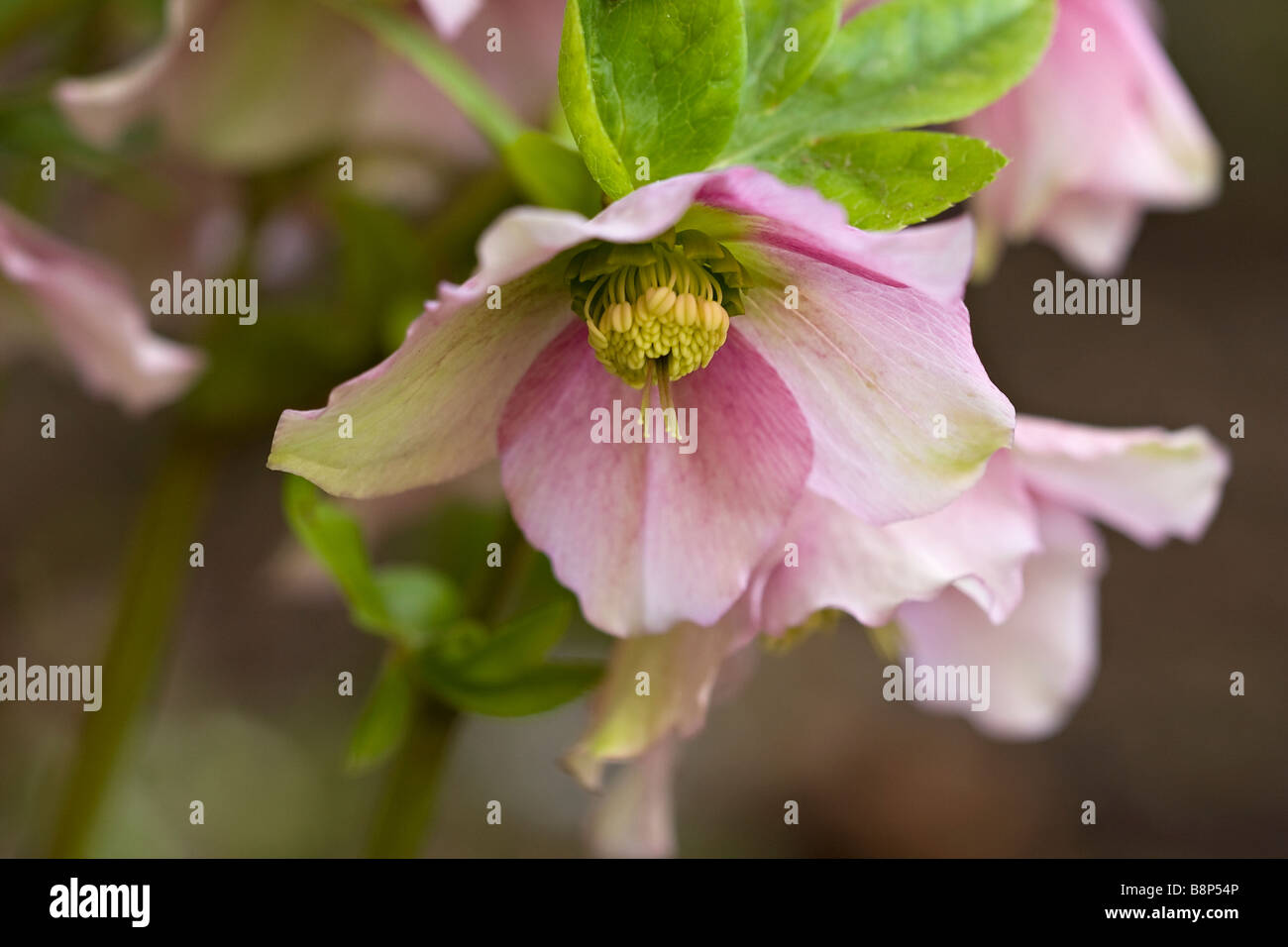 Rosa pallido e l'elleboro bianco (Helleborus orientalis) in fiore in primavera nel Sussex, England, Regno Unito Foto Stock