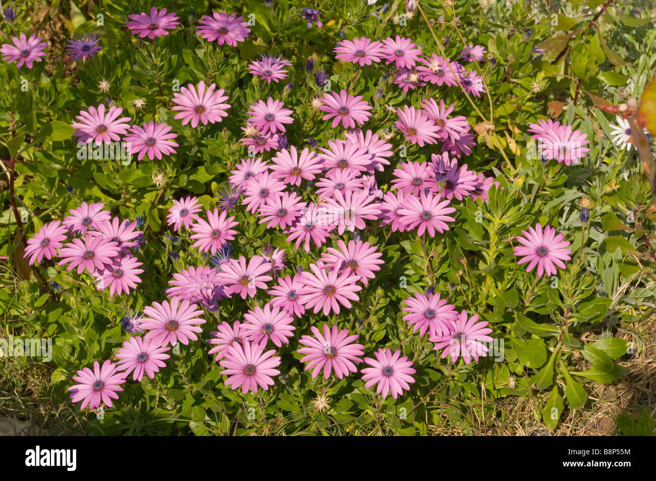 Violetta nome latino Osteospermum Nome comune africana margherite Daisy Foto Stock