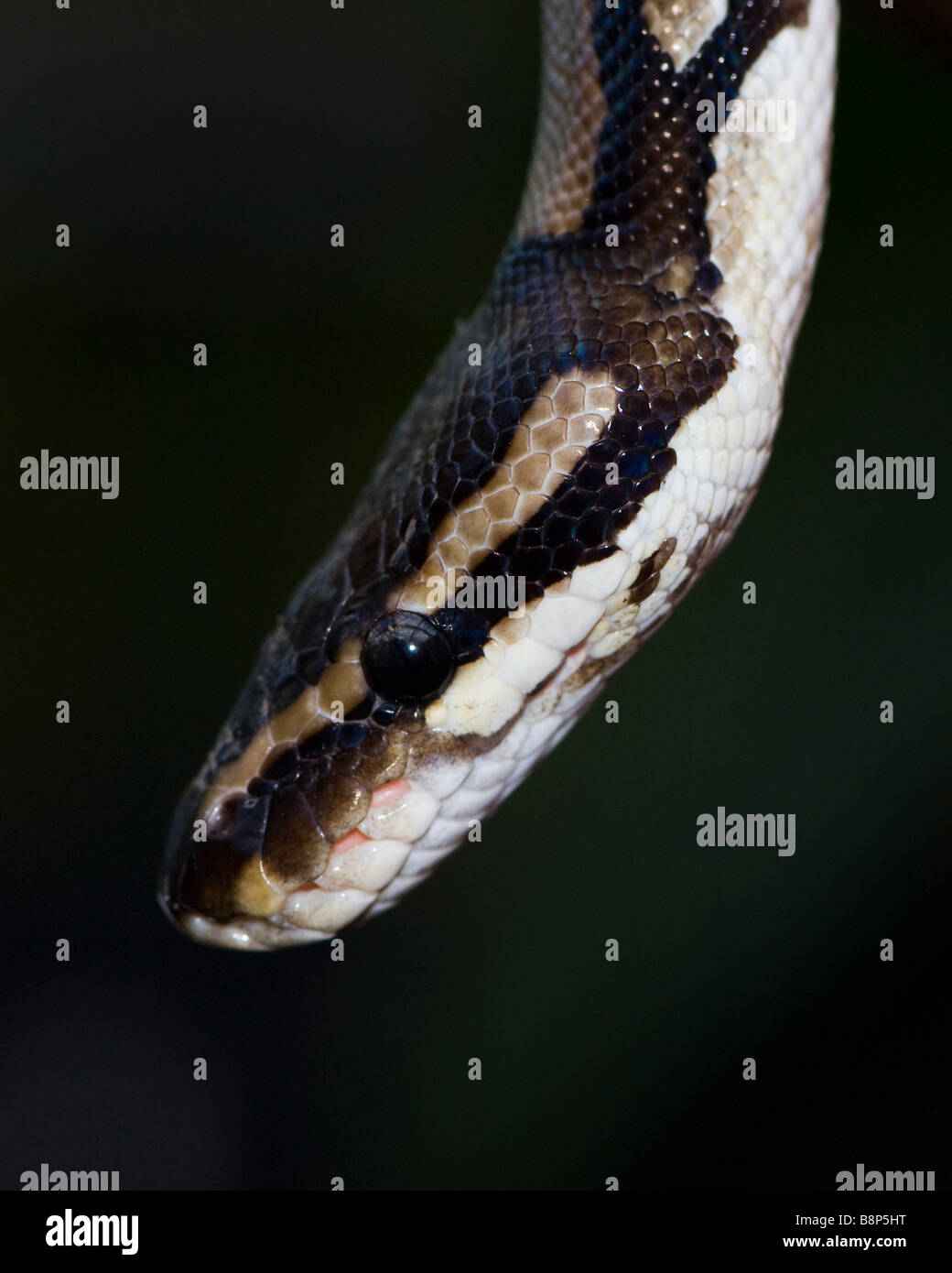 Tappeto Python Foto Stock