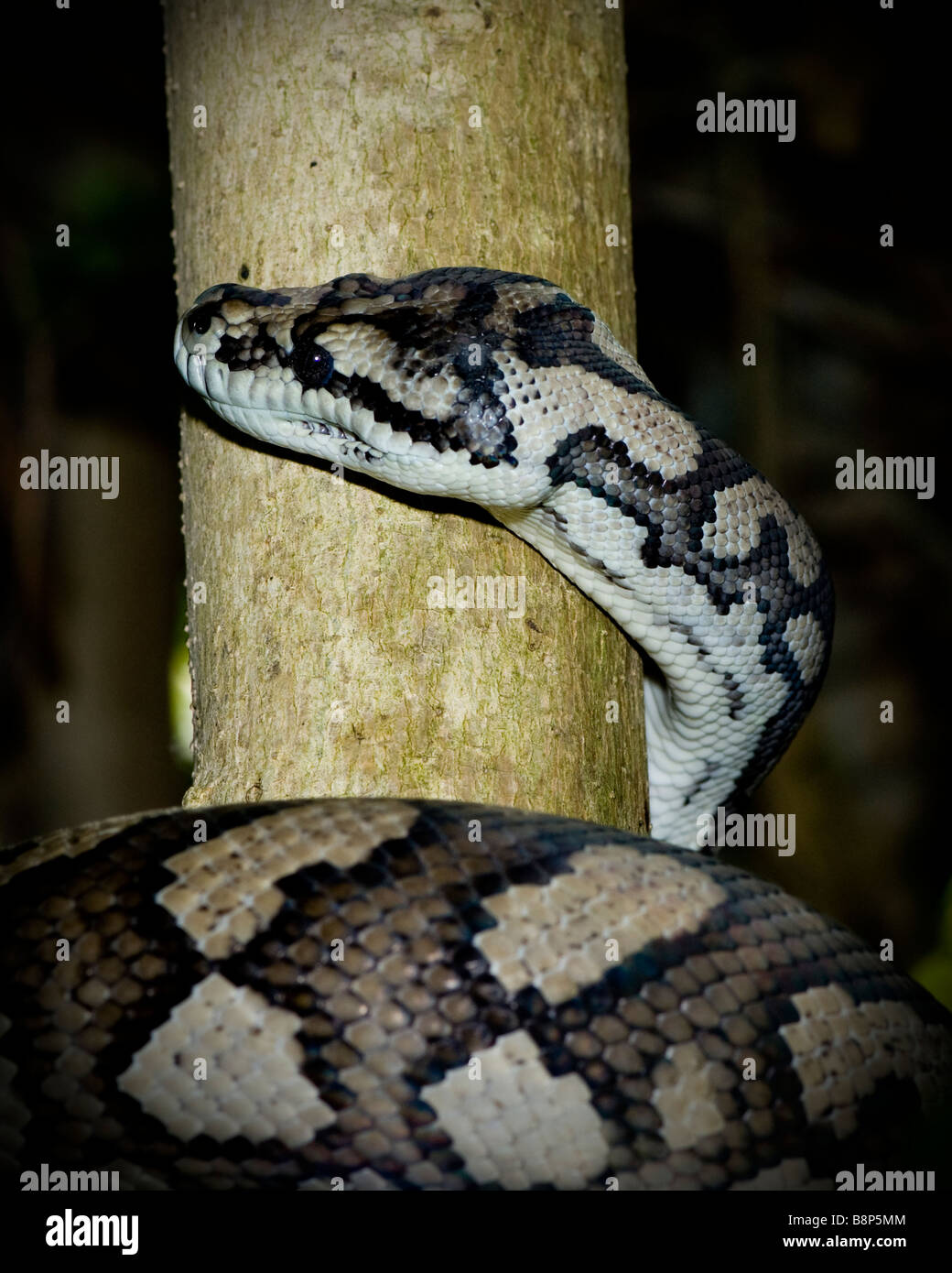 Tappeto Python Foto Stock