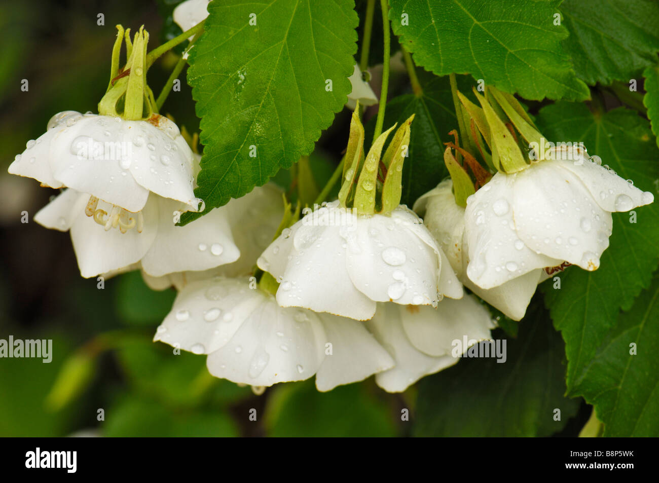 Fragranti Dombeya tiliacea ornato di fiori con gocce di pioggia Foto Stock