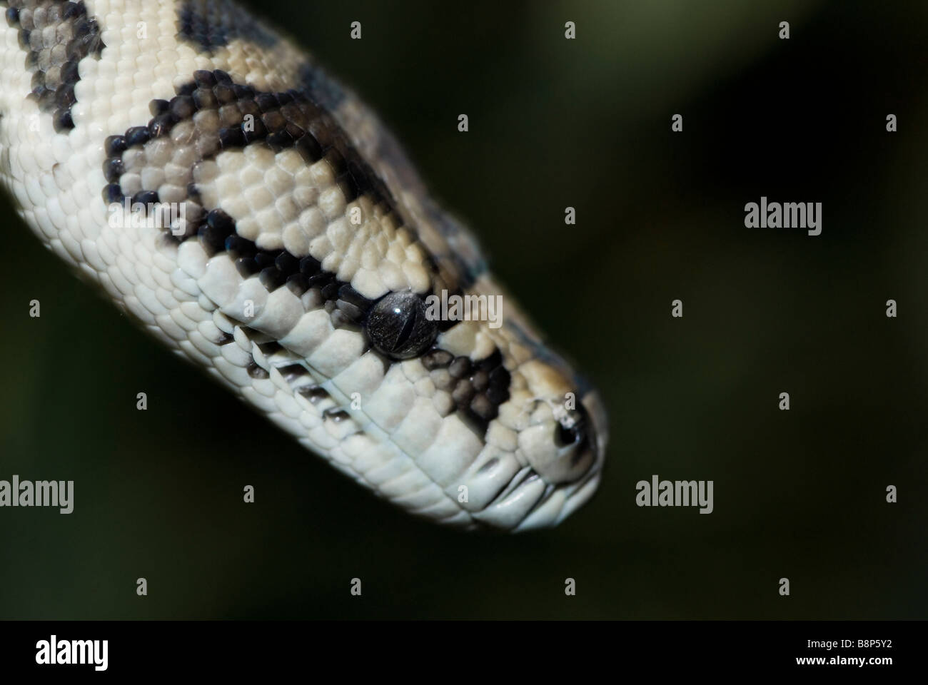 Tappeto Python Foto Stock