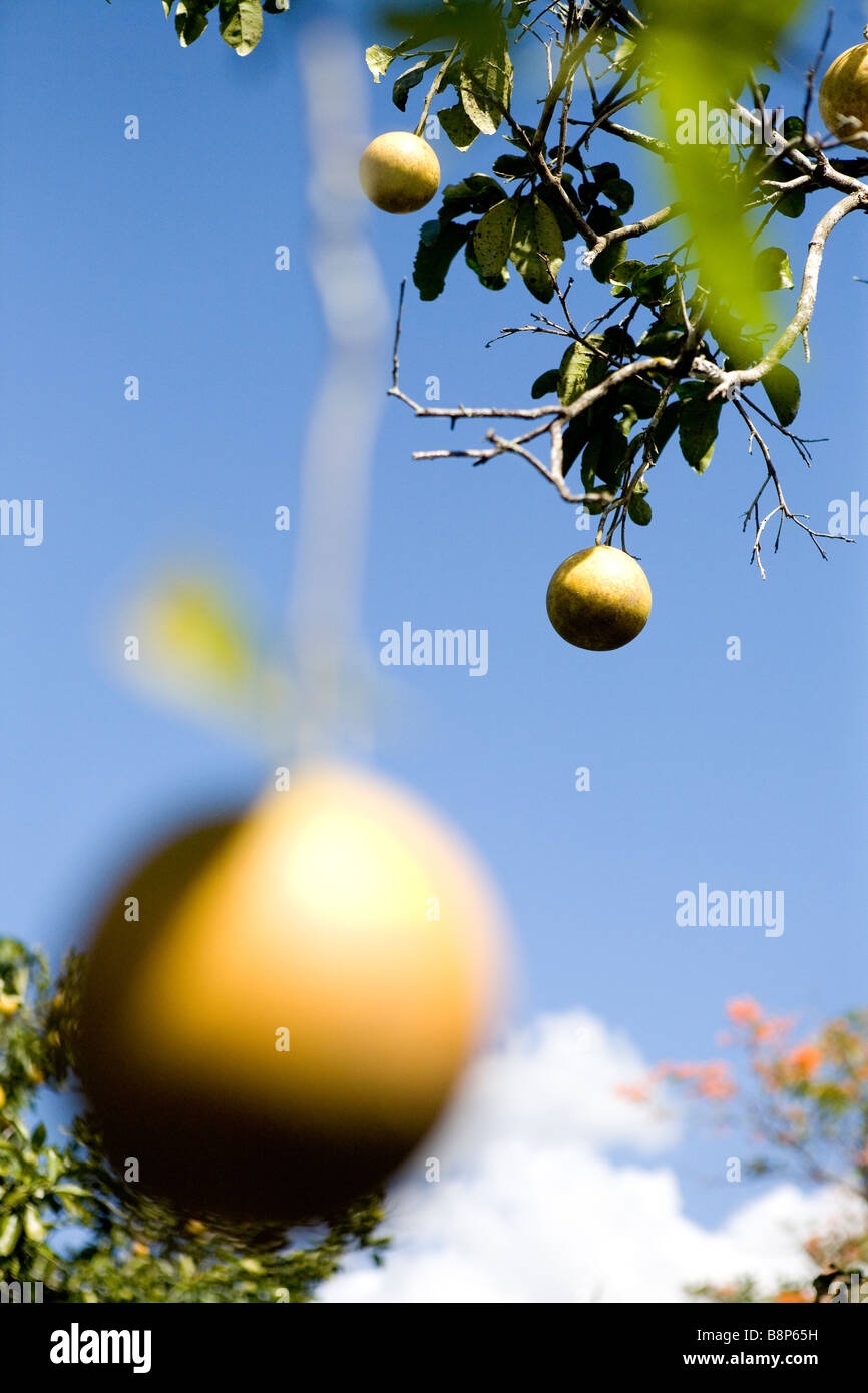 Arance, Repubblica Dominicana Foto Stock