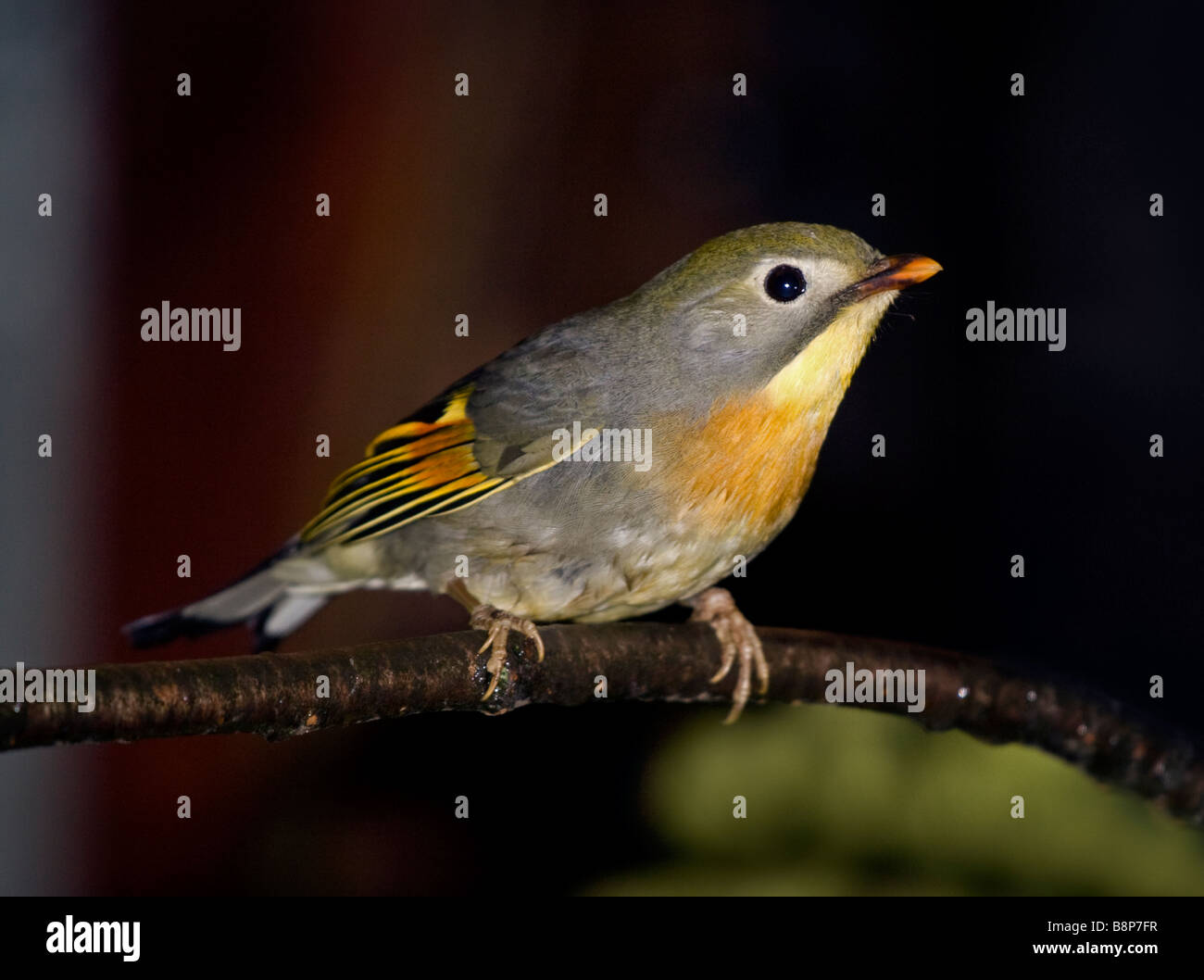 Pekin Robin (Leiothrix lutea) Foto Stock