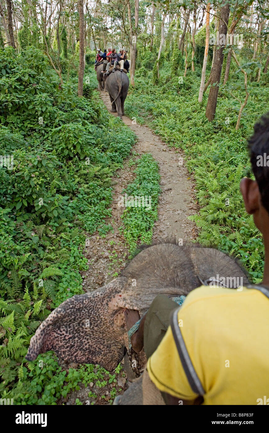 Corse di elefanti sono uno di Chitwan le principali attrazioni nel Parco nazionale di Royal Chitwan Nepal Foto Stock