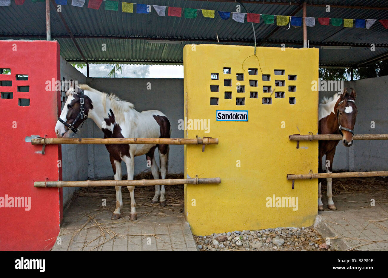 Cavalli al Nirvana cavalli del Resort Villaggio Sauraha Nepal Foto Stock
