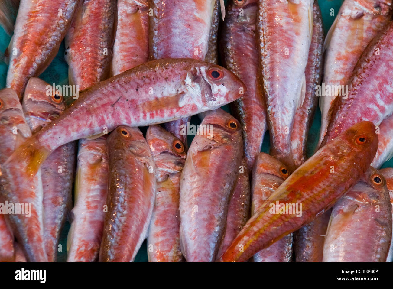 Il pesce in vendita in un mercato di Istanbul Foto Stock