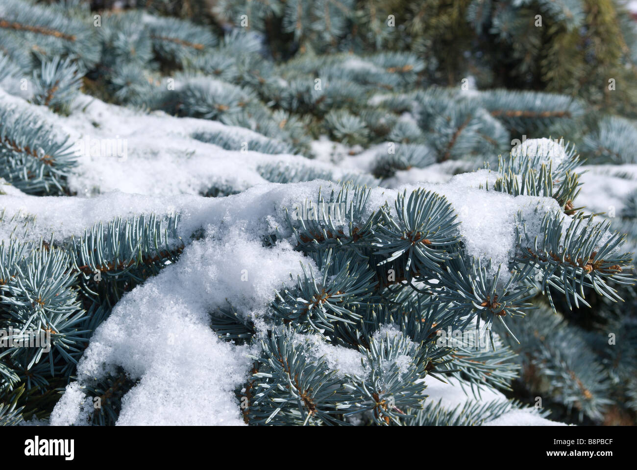 Neve su blu aghi di abete il ramo Foto Stock