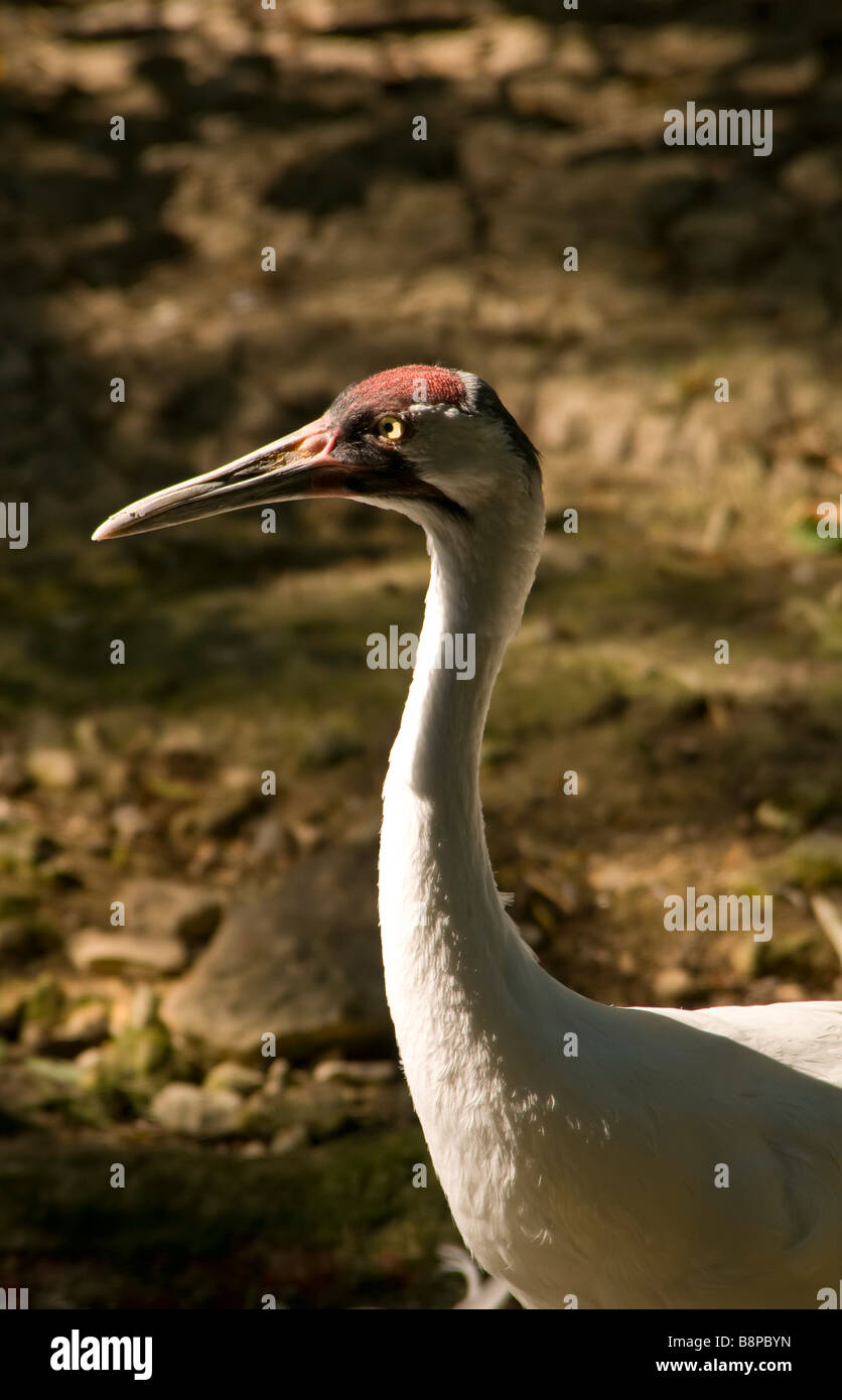 Pertosse adulti gru ritratto closeup piume bianche corona rossa lunga appuntita scuro bill.le specie in via di estinzione Foto Stock