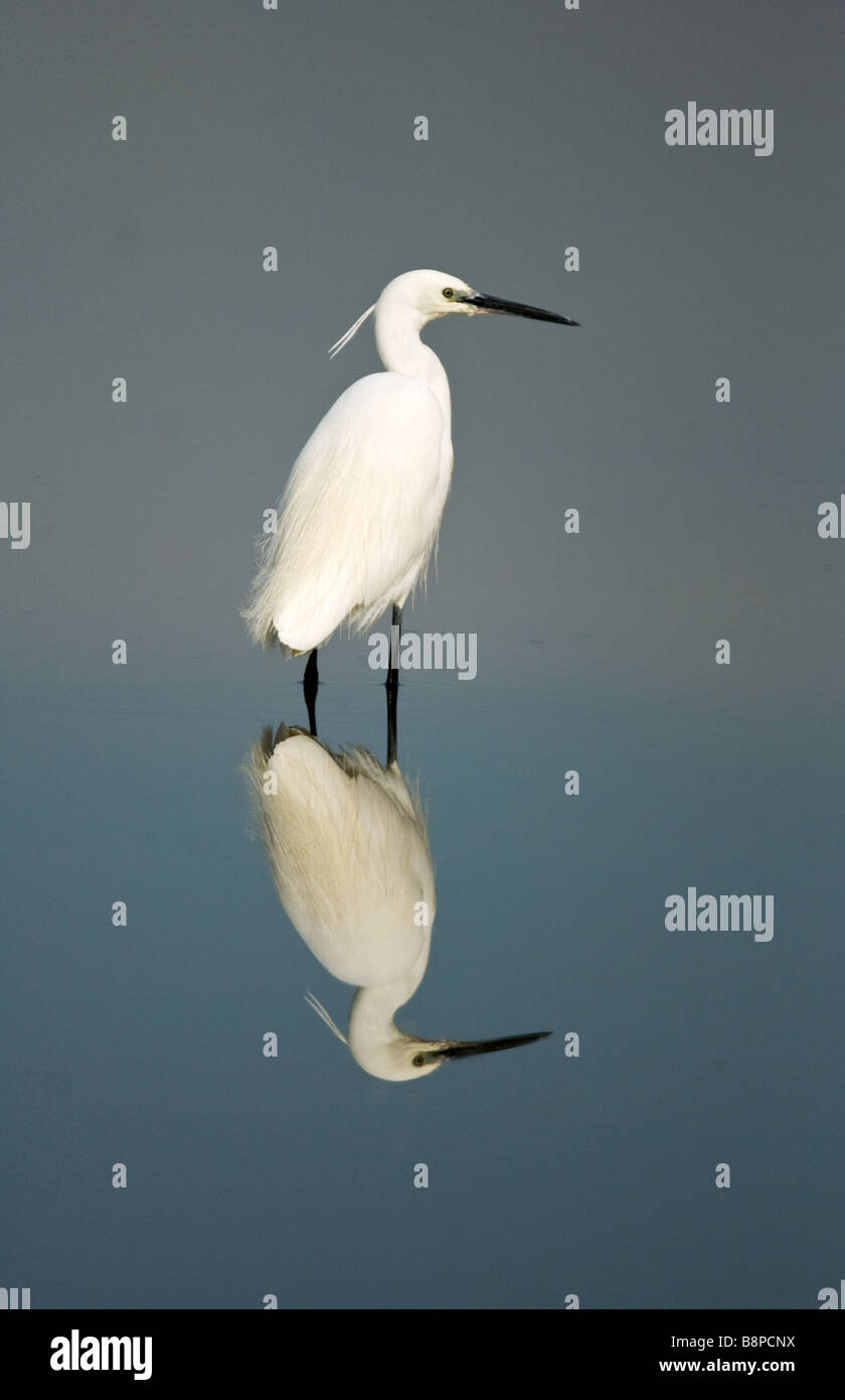 Garzetta (Egretta garzetta) in stagni Caprolace nel Parco Nazionale del Circeo in Italia Foto Stock