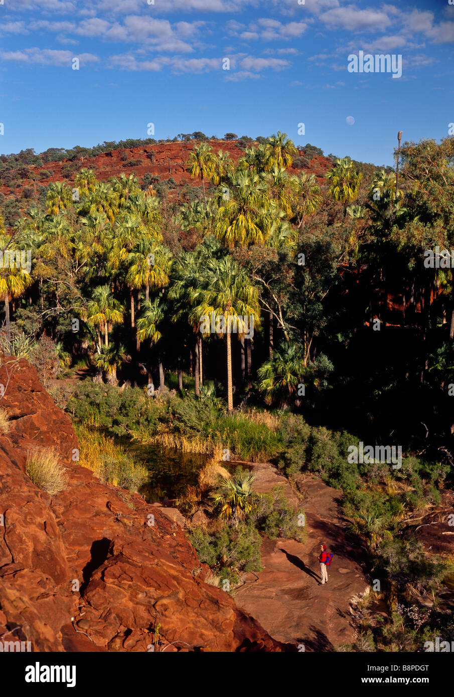 Palm Valley, Australia centrale Foto Stock