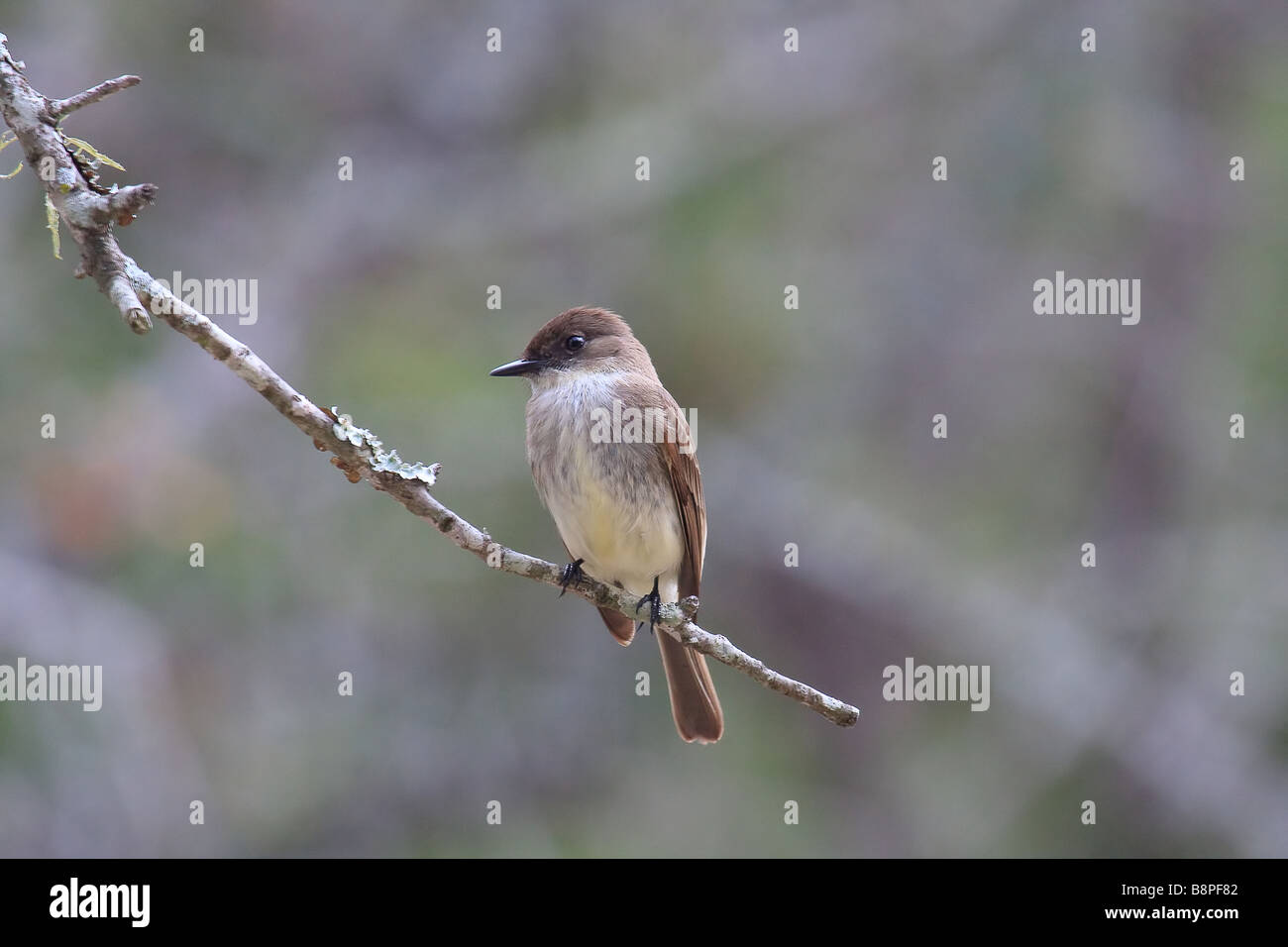 Brown bird su un ramo di albero. Foto Stock