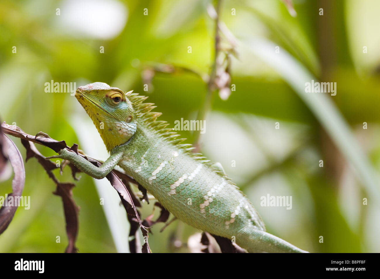 Verde bosco Lizard (aka giardino verde lucertola) - Calotes Calote a Sinharajah foresta pluviale, Sri Lanka. Foto Stock