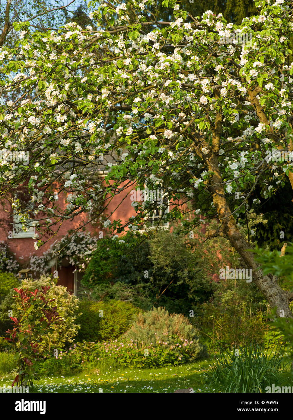 APPLE BLOSSOM SUL VECCHIO MELO IN COTTAGE GARDEN REGNO UNITO Foto Stock