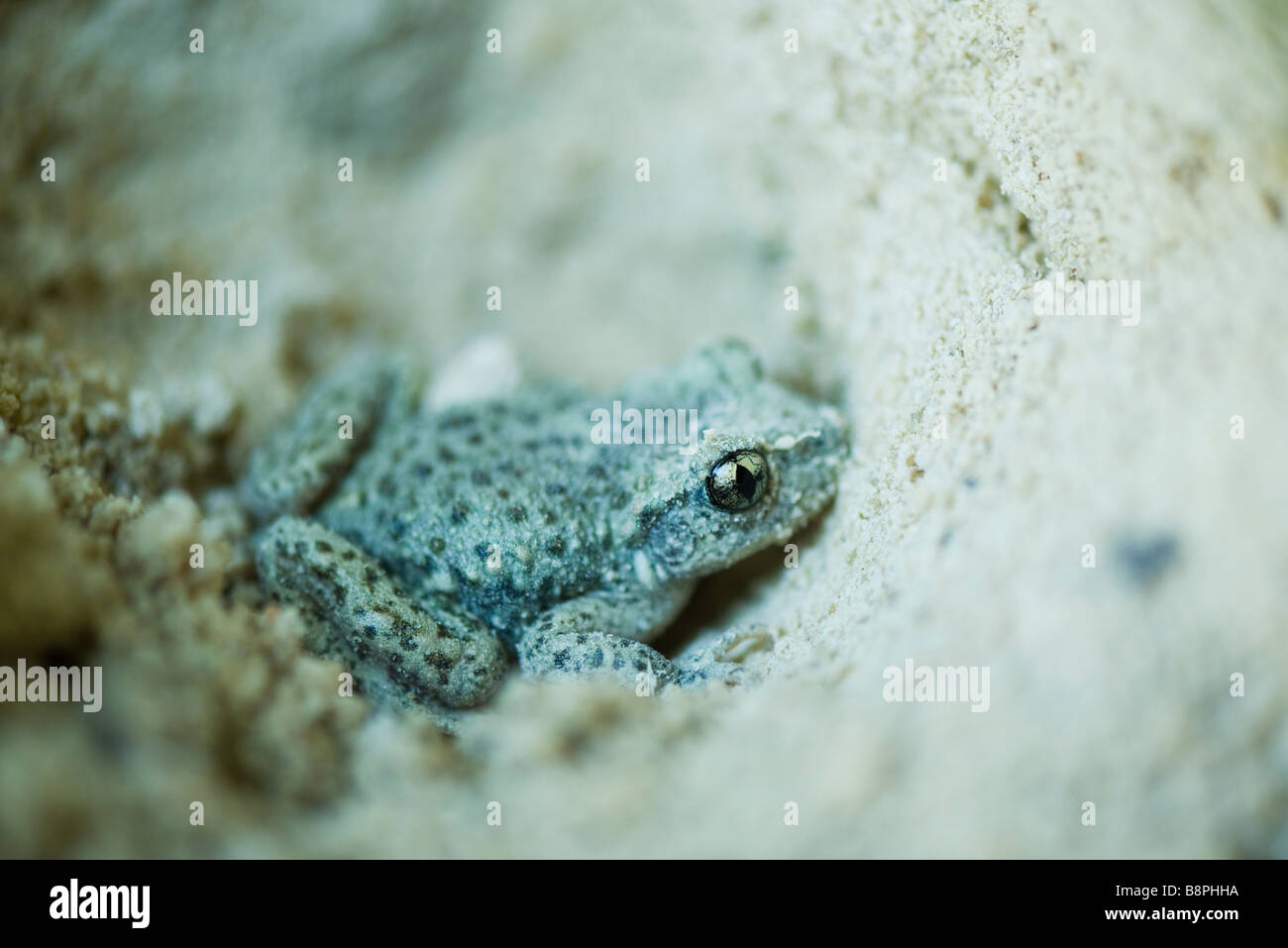 La levatrice toad (Alytes obstetricans) nella sabbia Foto Stock