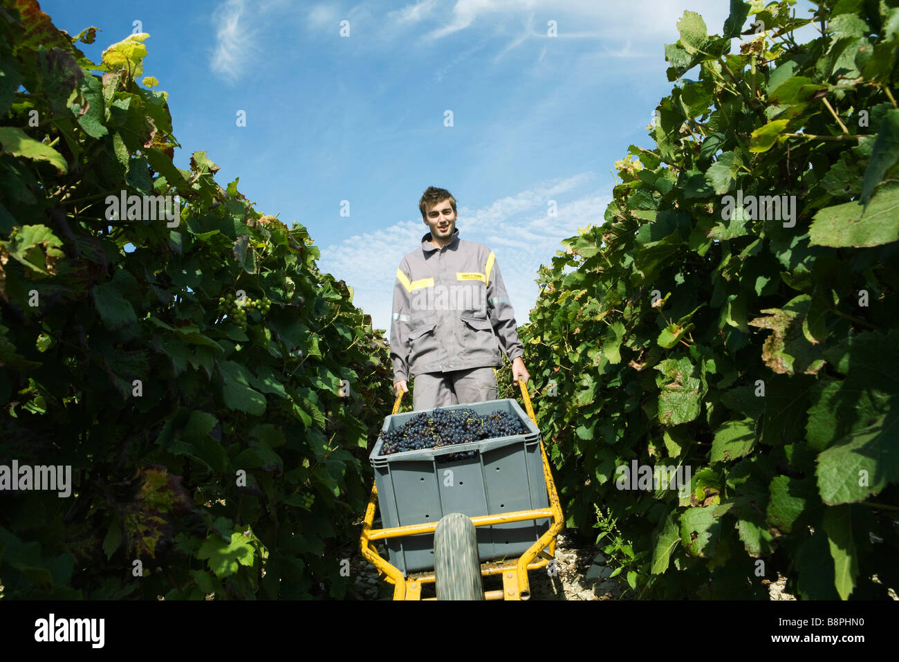 Francia, Champagne-Ardenne, Aube, vino harvester spingendo il carrello pieno di uve in vigna, sorridente in telecamera Foto Stock