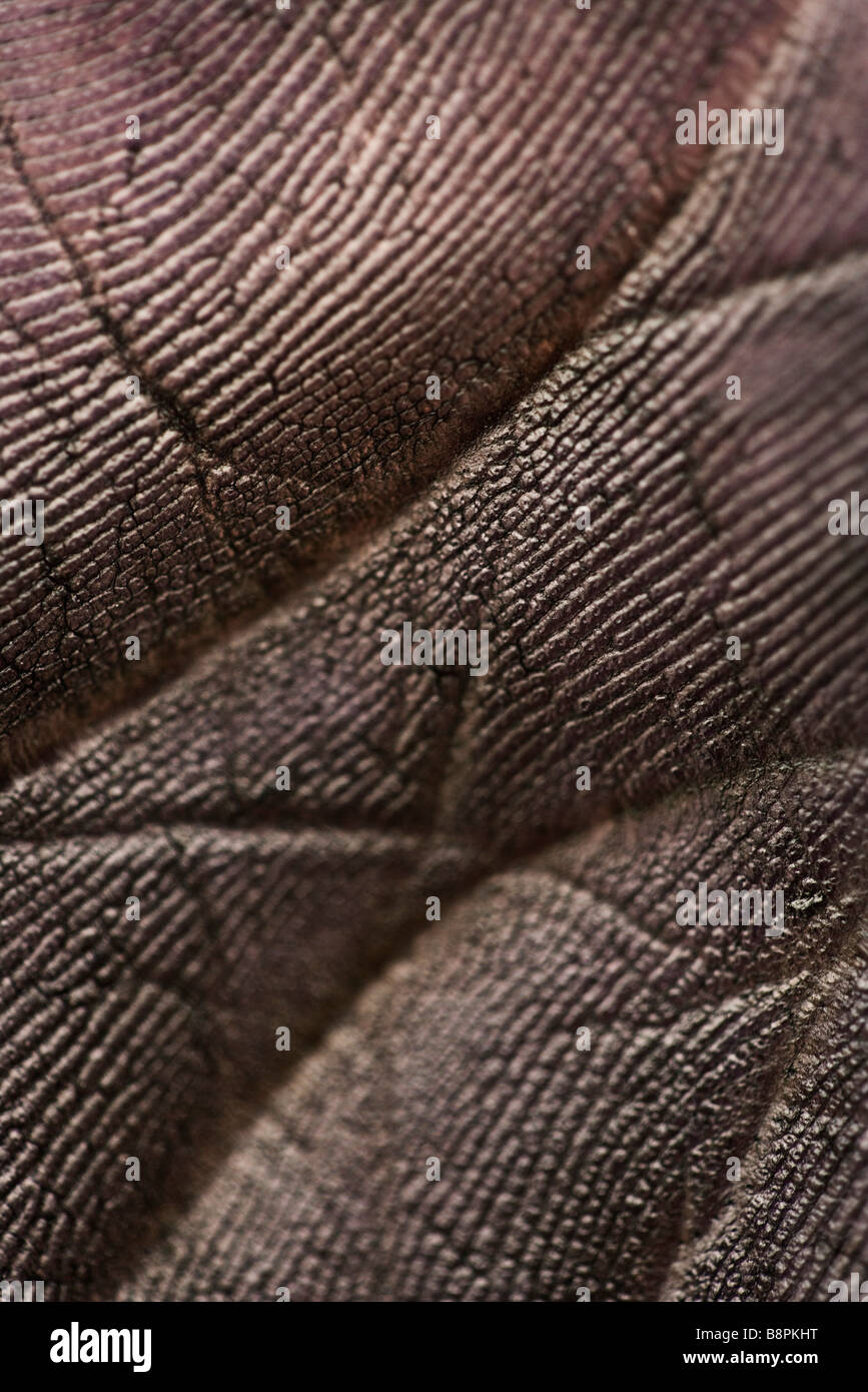 Annerita il palmo della mano, extreme close-up Foto Stock