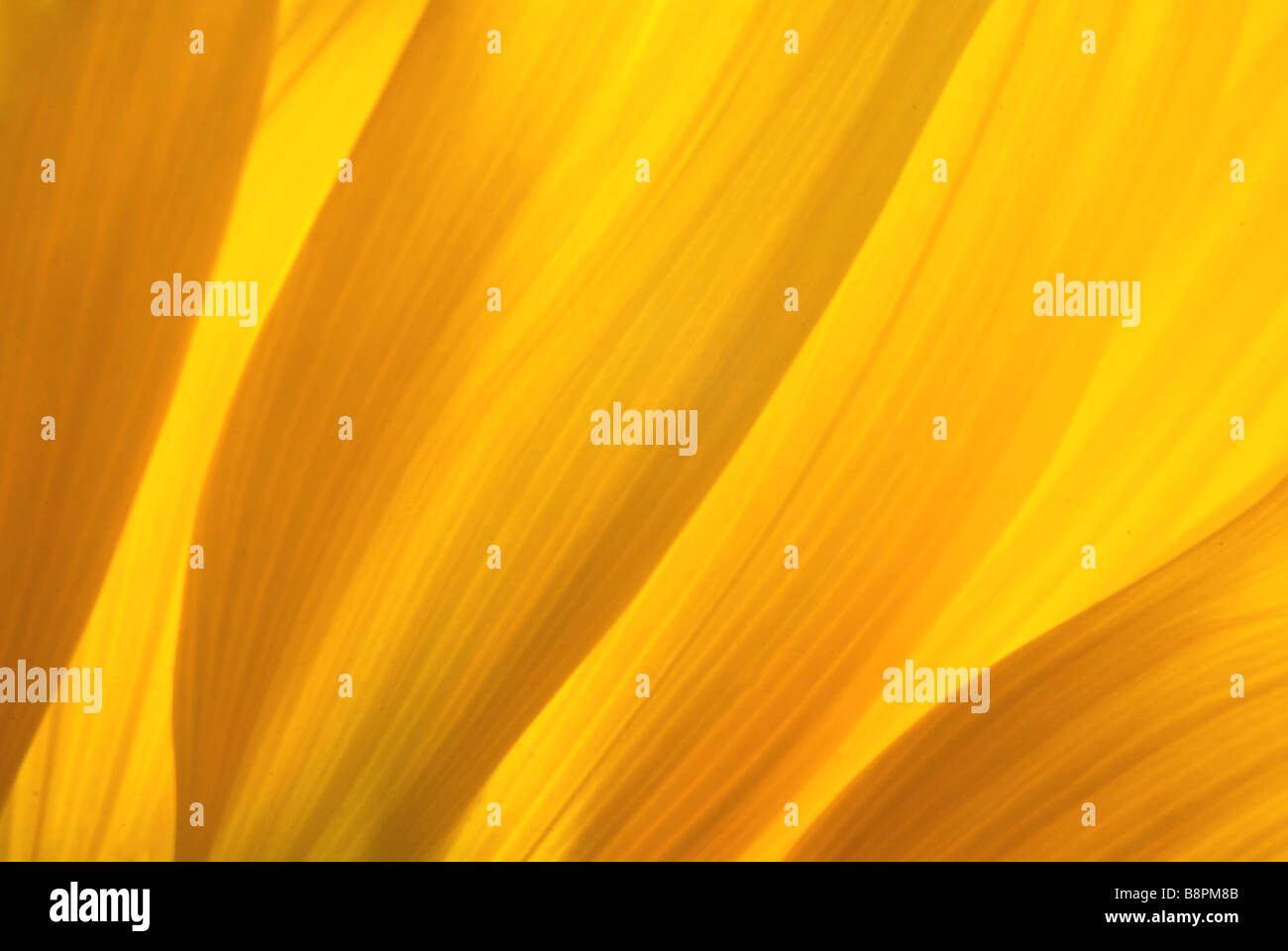 Comune di girasole (Helianthus annuus), sun petali di fiori con una luce che risplende attraverso Foto Stock