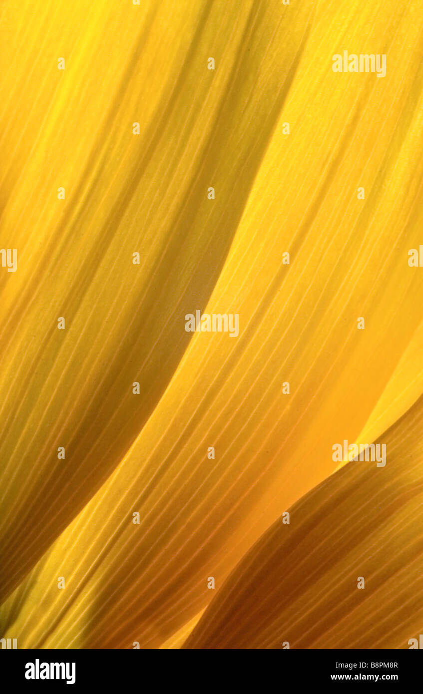 Comune di girasole (Helianthus annuus), tre sole petali di fiori con una luce che risplende attraverso Foto Stock