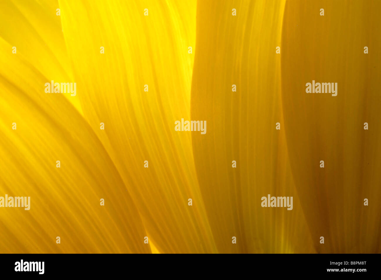 Comune di girasole (Helianthus annuus), sun petali di fiori con una luce che risplende attraverso Foto Stock