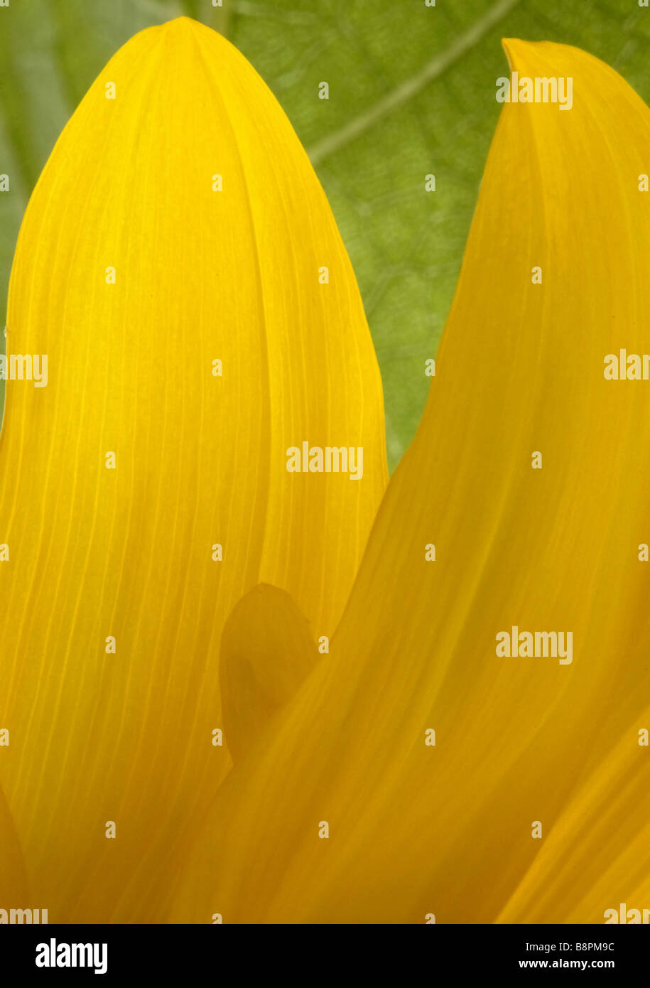 Comune di girasole (Helianthus annuus), sun petali di fiori con una luce che risplende attraverso Foto Stock