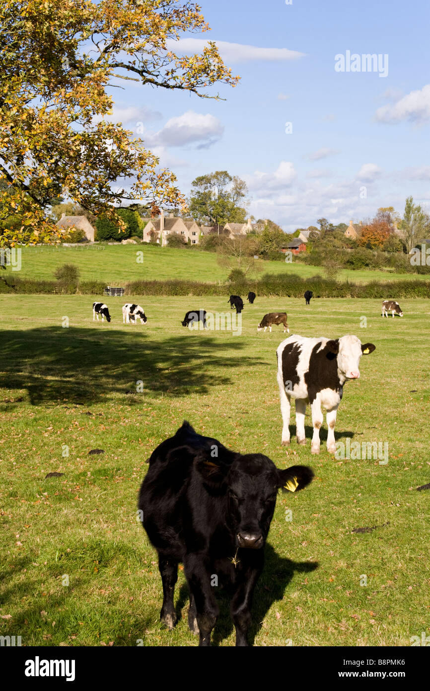 Il pascolo di bestiame sulla cresta del solco e prati nel villaggio Costwold di Evenlode, Gloucestershire Foto Stock