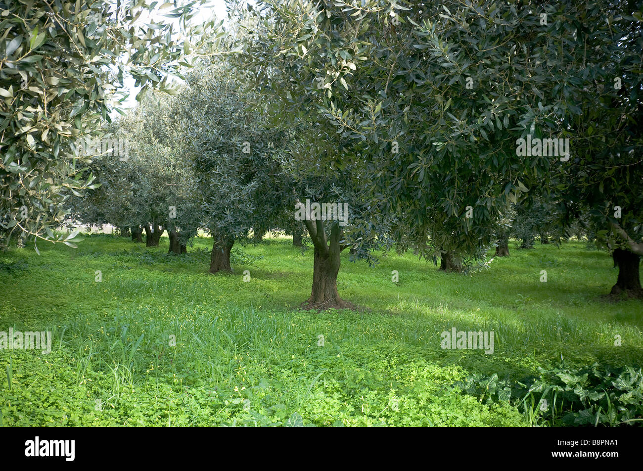 Campo di alberi di olivo e di erba verde, Grecia Foto Stock