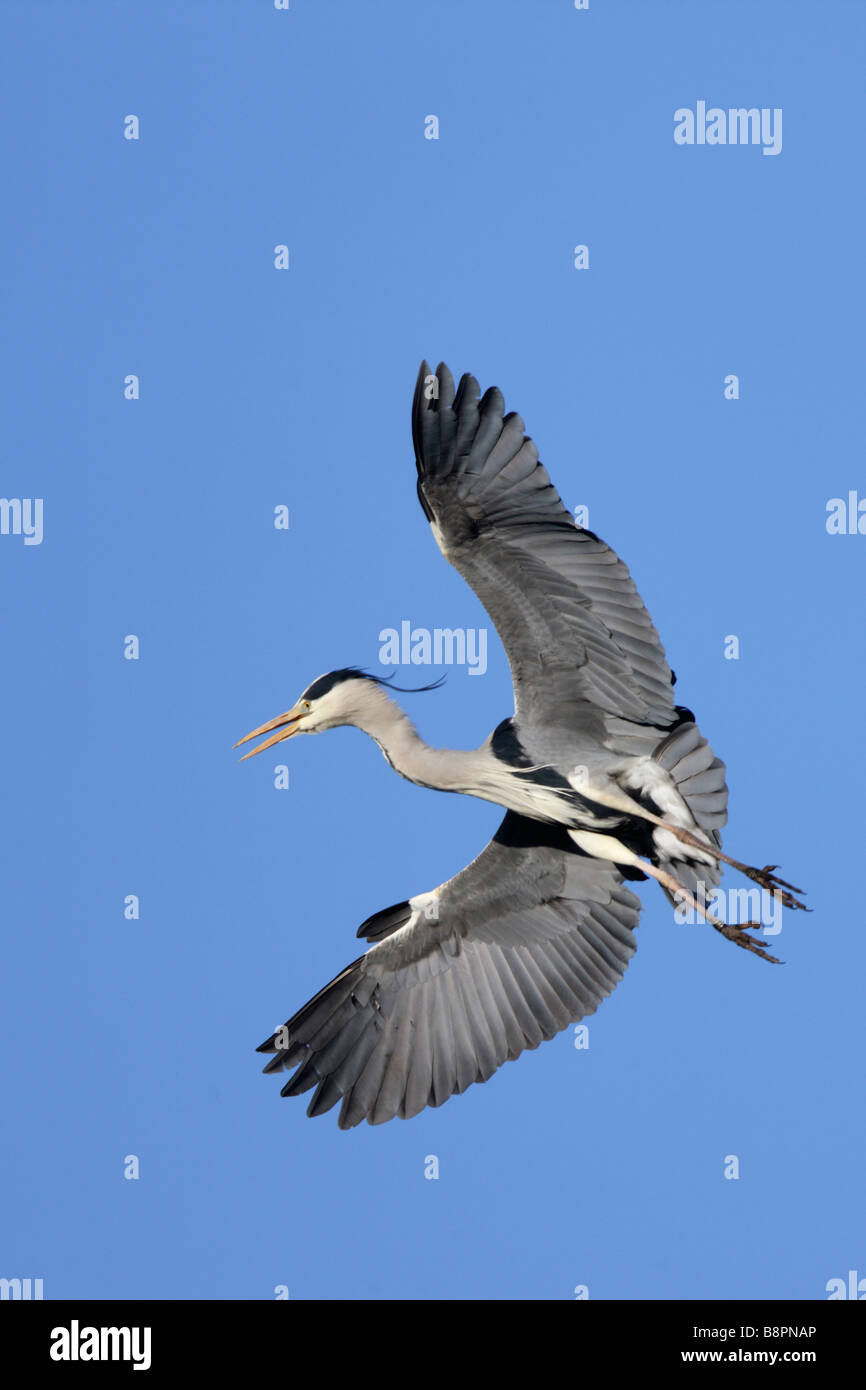 Airone cenerino Ardea cinerea volo Foto Stock