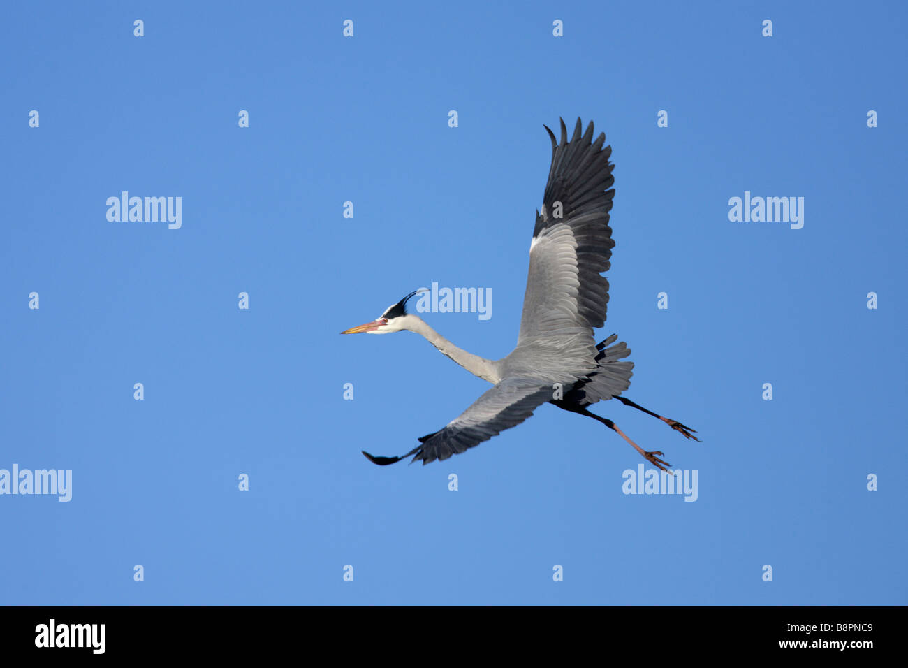 Airone cenerino Ardea cinerea volo Foto Stock