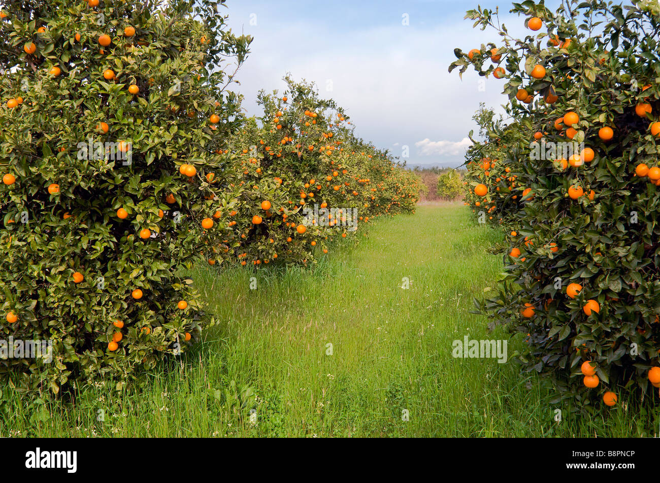 Campo di alberi di arancio con frutti maturi, Grecia Foto Stock