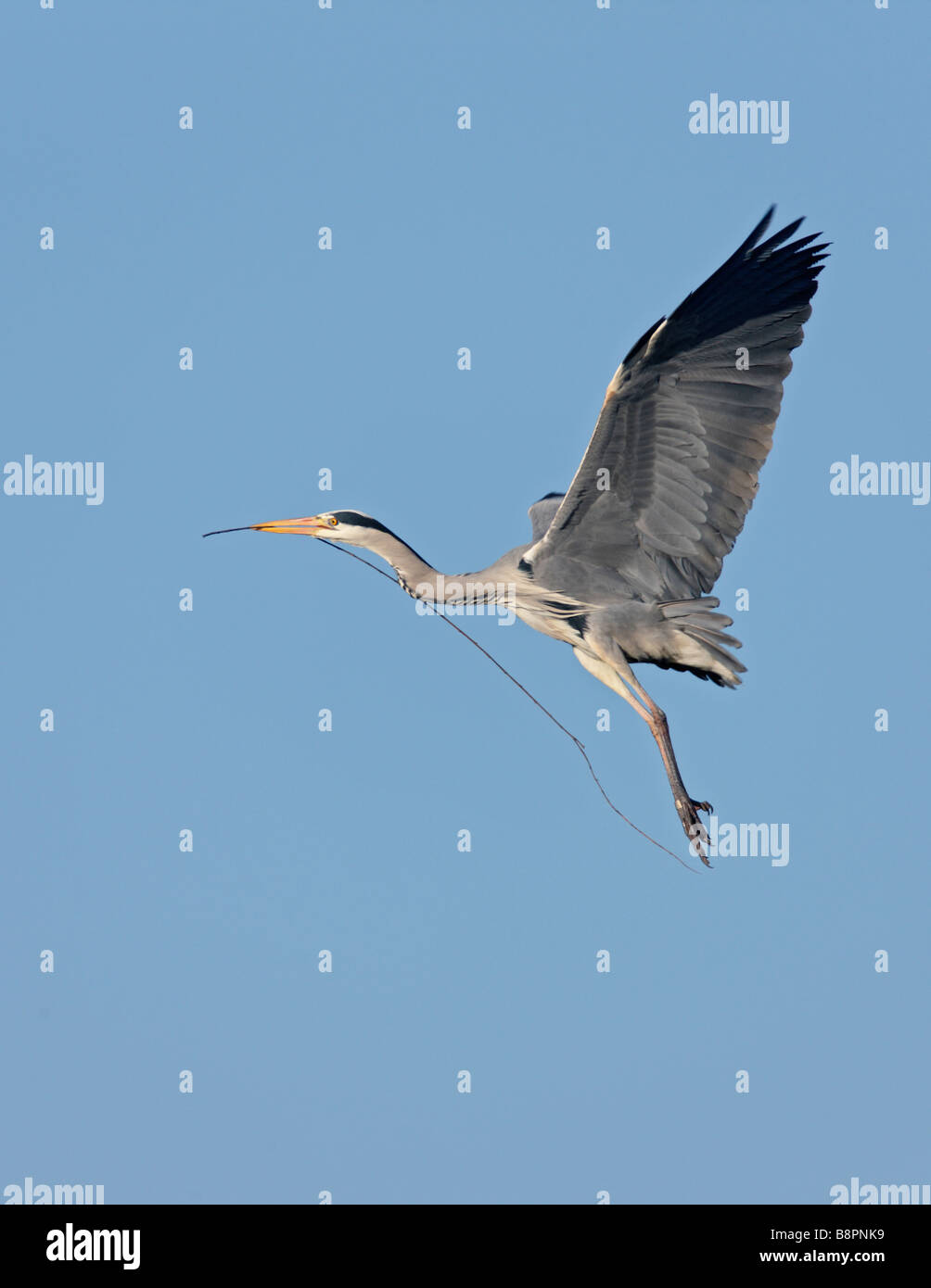 Airone cenerino Ardea cinerea volo Foto Stock