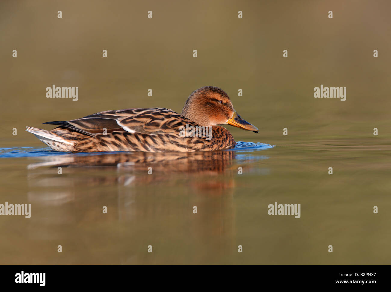 Femail Germano Reale Anas platyrhynchos Foto Stock