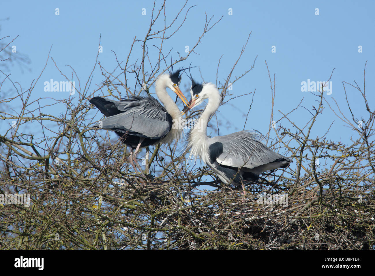 Airone cenerino, Ardea cinerea sul nido visualizzazione Foto Stock