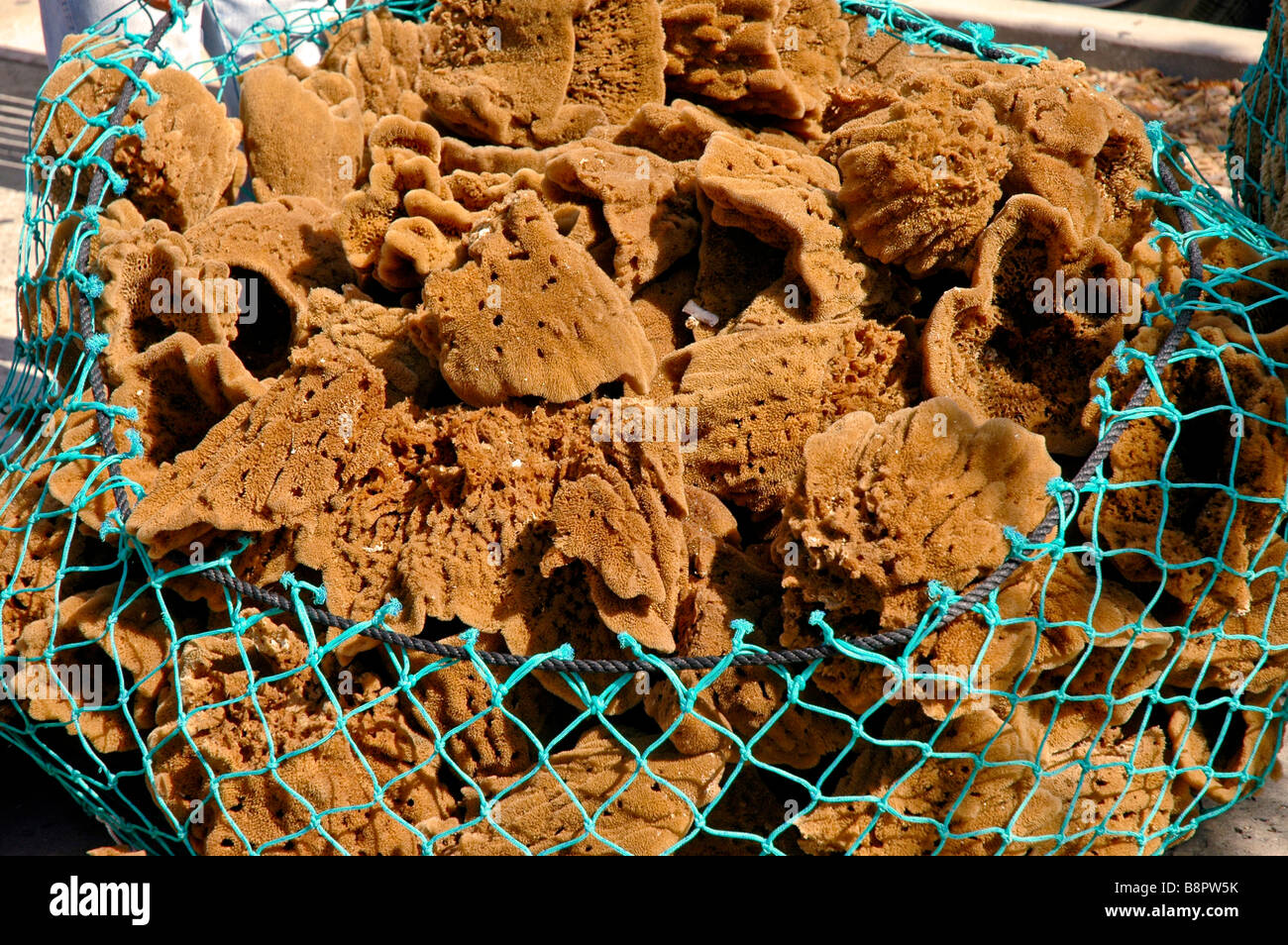 Tarpon Springs Fl spugna spugne di raccolta in filo verde cestello di raccolta in spugna industria comunità greca Tampa Bay Foto Stock