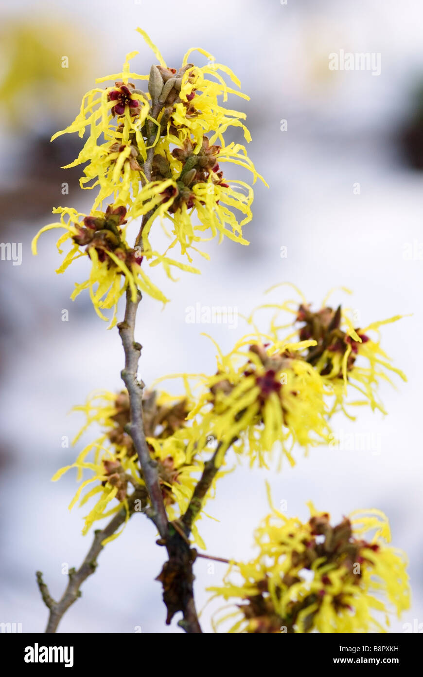 HAMAMELIS MOLLIS AMAMELIDE Foto Stock